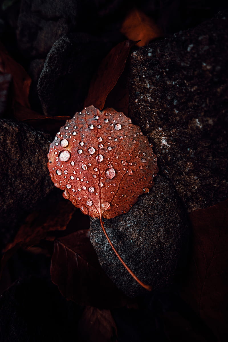 leaf, drops, macro, water, brown, HD phone wallpaper