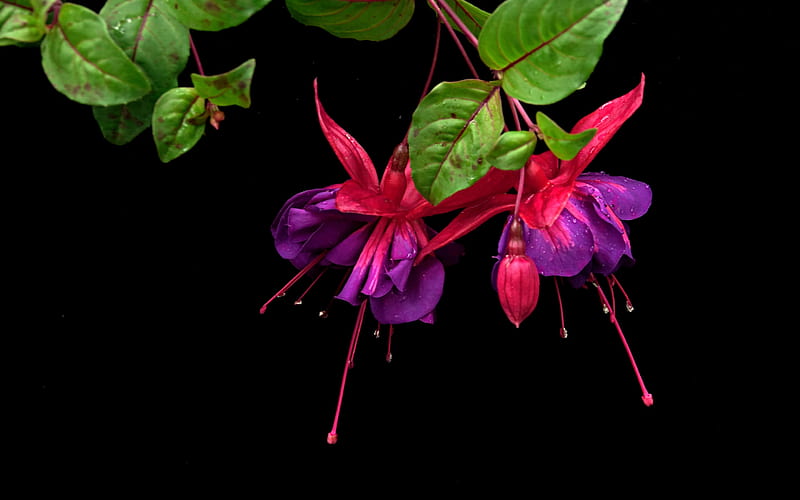 Red and purple Fuchsia, Flowers, Nature, Fuchsia, Blossom, Floral, HD wallpaper