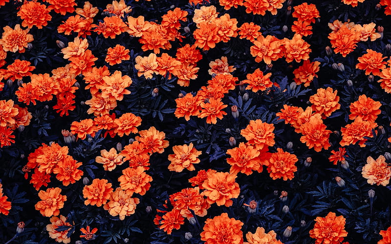 orange flowers, garden, Flowers, HD wallpaper