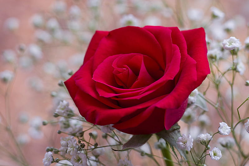Beautiful Red Rose, womens, lovingly, nice, love, worldwide, flowers, beauty, celebrated, romance, celebration, cool, heart, awesome, garden, tribute, white, red, world, congratulations, perfect, bonito, woman, blossom, symbol, pink, friends, amazing, ruby, roses, delicacy, day, petals, nature, natural, HD wallpaper
