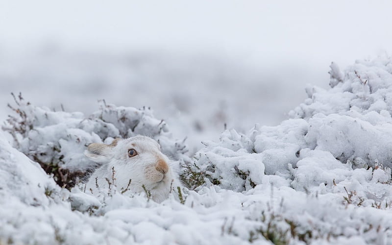 Hiding, cute, rabbit, snow, bunny, white, animal, winter, HD wallpaper