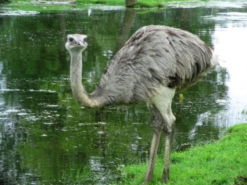 Ostrich, pond, bird, grassy banks, HD wallpaper
