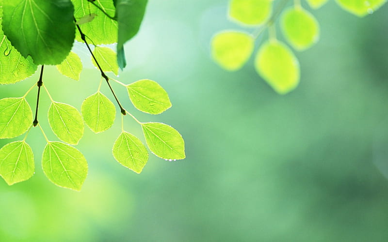 8 Soft Focus Green Leaves -Ethereal Green Leaves, HD wallpaper