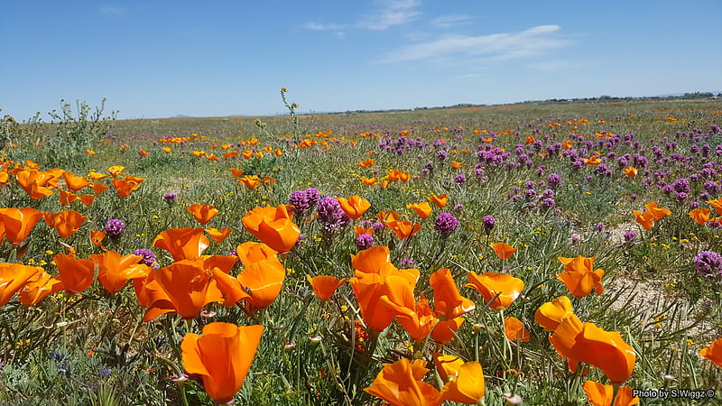 It's Poppy time, Poppy, Landscape, Lancaster, Sky, California, flowers, fields, Nature, HD wallpaper