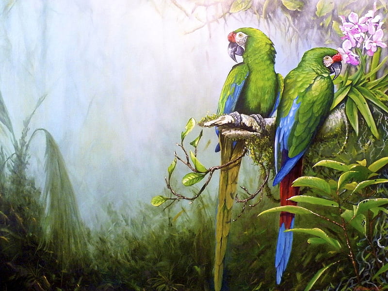 MACAW ART, artist, military, parrots, nortin, HD wallpaper