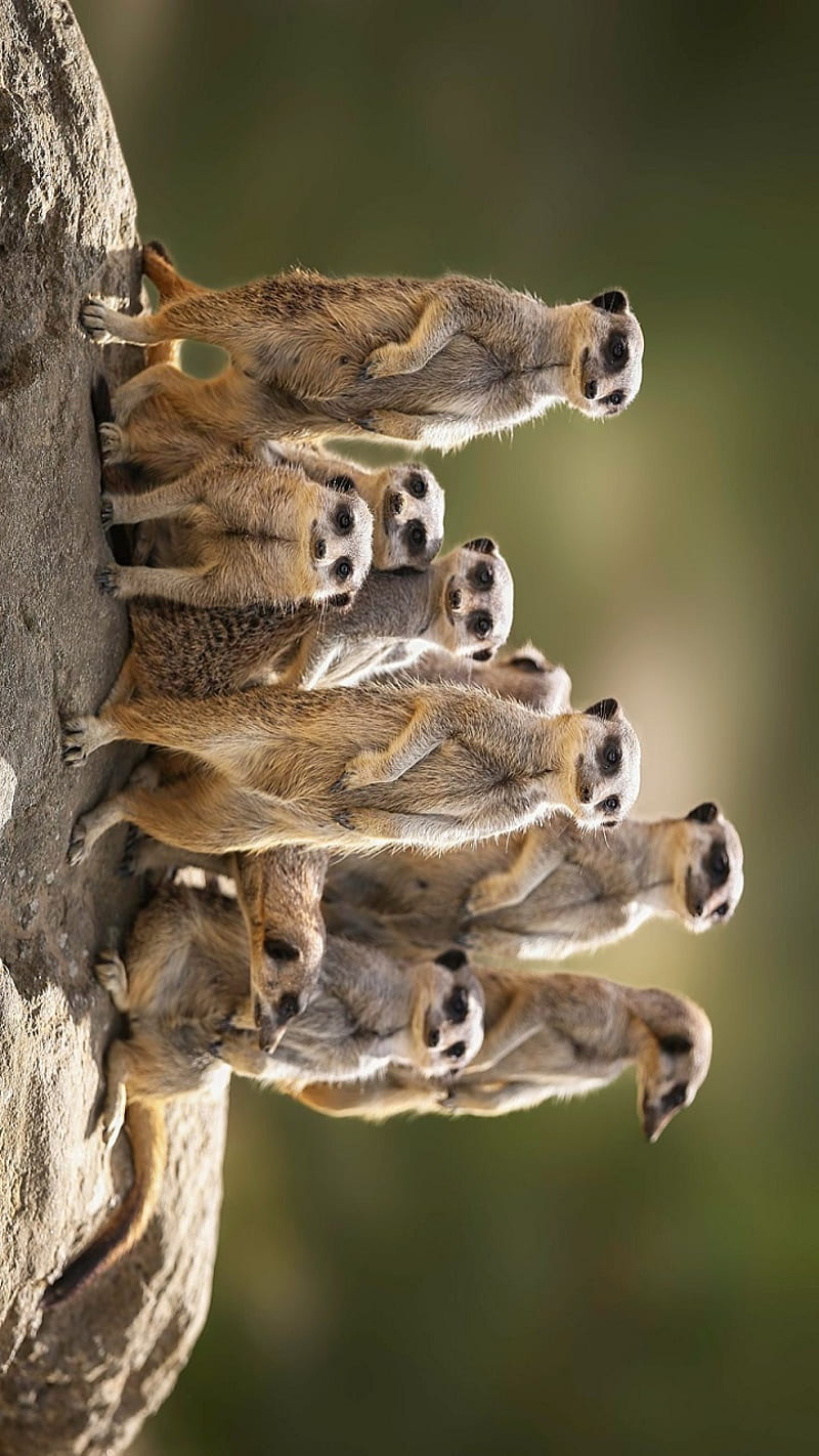 The Meerkats Family, animal, animals, happy, nature, HD phone wallpaper |  Peakpx