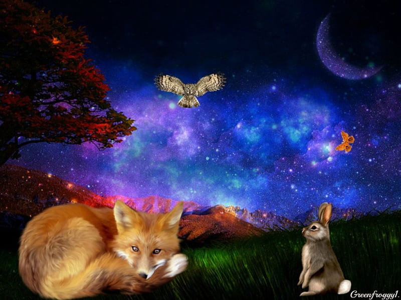 NIGHT LIFE, RABBIT, FOX, MOTH, OWL, HD wallpaper