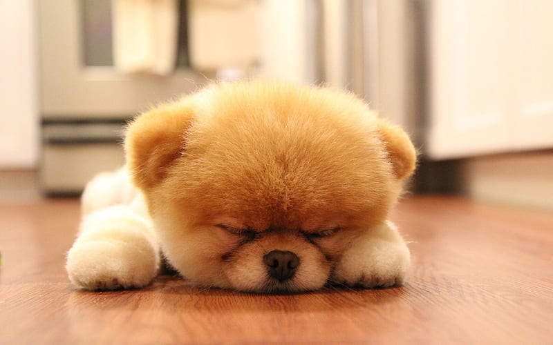 Pomeranian dog, sleeping boo, puppy, dogs, cute animals, boo, small boo, pets, Pomeranian Spitz, HD wallpaper