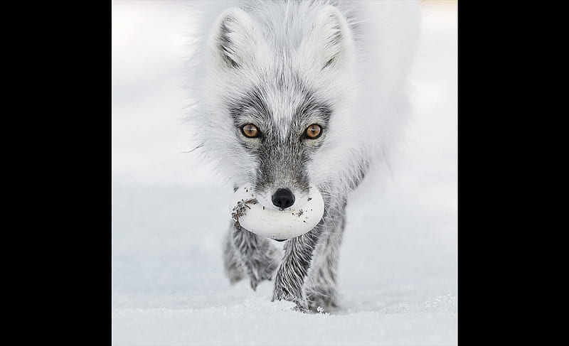 Arctic fox raided a snow goose nest, Russian Far East, Wrangel Island, Arctic fox, Fox, Snow goose egg, Buried eggs remain fresh due to the cold temperatures, Tundra, HD wallpaper