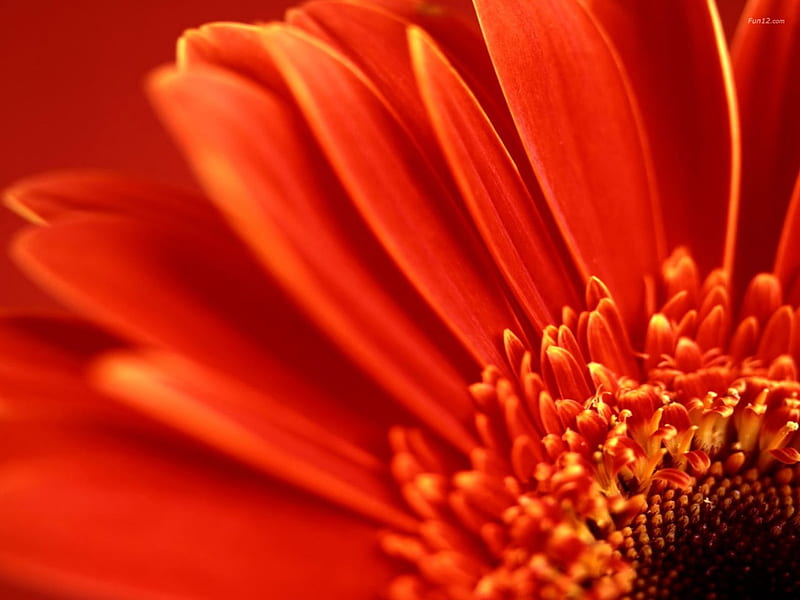 Gerbera, red, orange, flowers, nature, HD wallpaper
