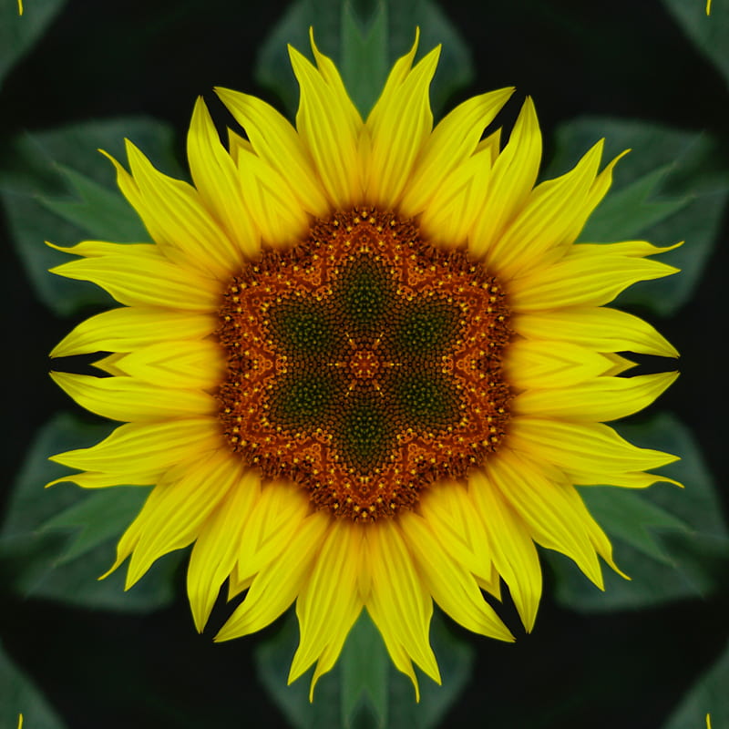 HD fractal sunflower wallpapers | Peakpx