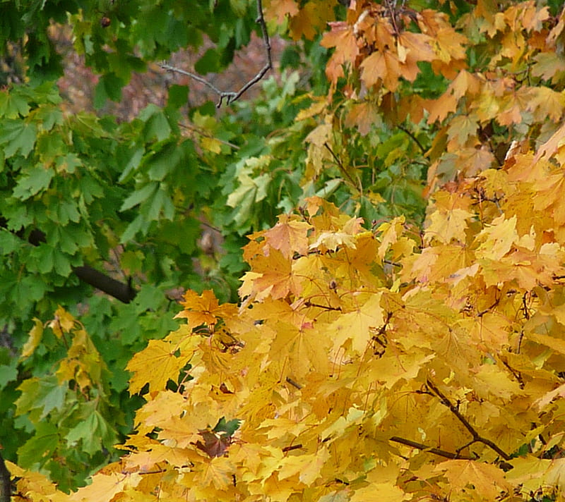 Fall Leaves, green, yellow, HD wallpaper | Peakpx