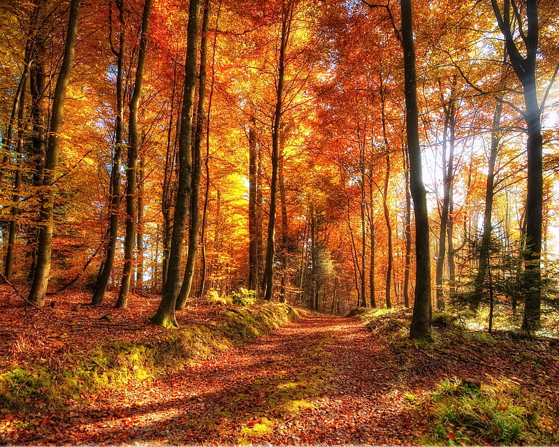 Let's Go for a Walk, autumn, sunrays, quiet, path, colors, trees, HD wallpaper