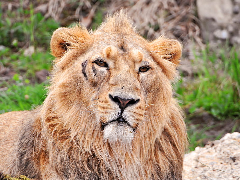 lion, king, sun, posture, sight, animals, HD wallpaper