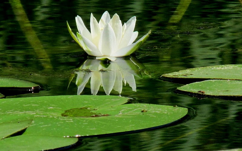 White Waterlily, waterlily, leaves, reflection, white, HD wallpaper