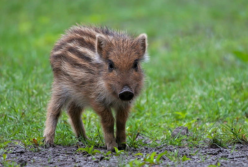 Wild boar piglet, cute, adorable, piglet, wild boar, HD wallpaper