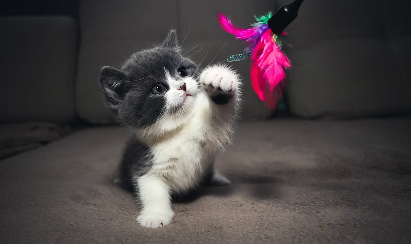 Kitten, toy, cat, small, feather, HD wallpaper