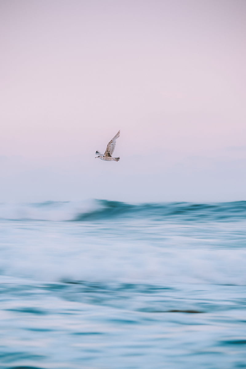 bird, sea, waves, water, fly, HD phone wallpaper