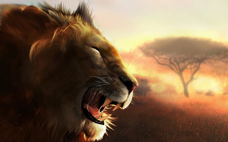 Lion, animals, lions, HD wallpaper | Peakpx