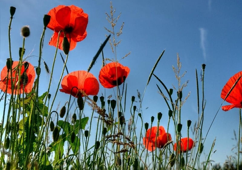 Coquelicots, coquelicots, poppies, HD wallpaper | Peakpx