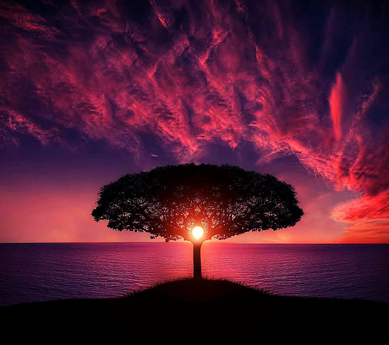 Sunset Tree, HD wallpaper | Peakpx