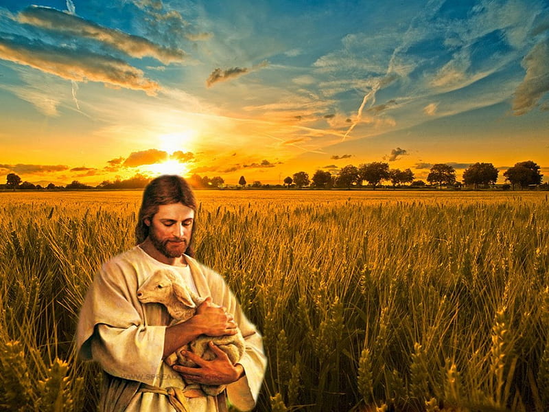 My Good Shepherd Jesus Christ, christ, sheep, jesus, sunset, shepherd, god, field, HD wallpaper