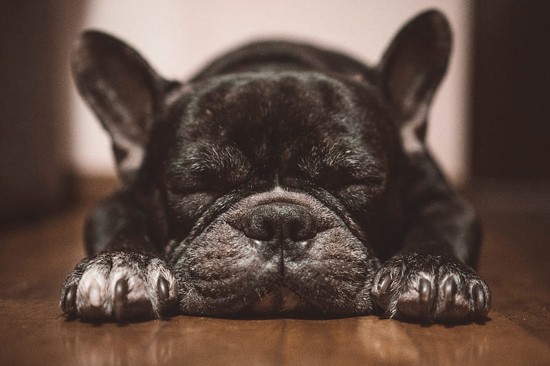 french bulldog, dog, black, sleep, cute, HD wallpaper