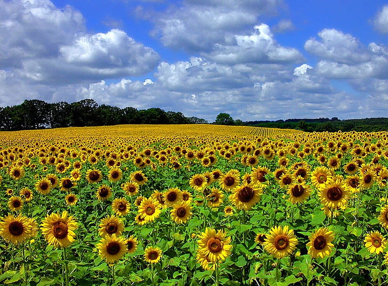 Sunflowers Field, bonito, sunflowers, field, HD wallpaper