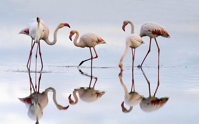 greater flamingos fuente de piedra lagoon spain-Beautiful bird graphy, HD wallpaper