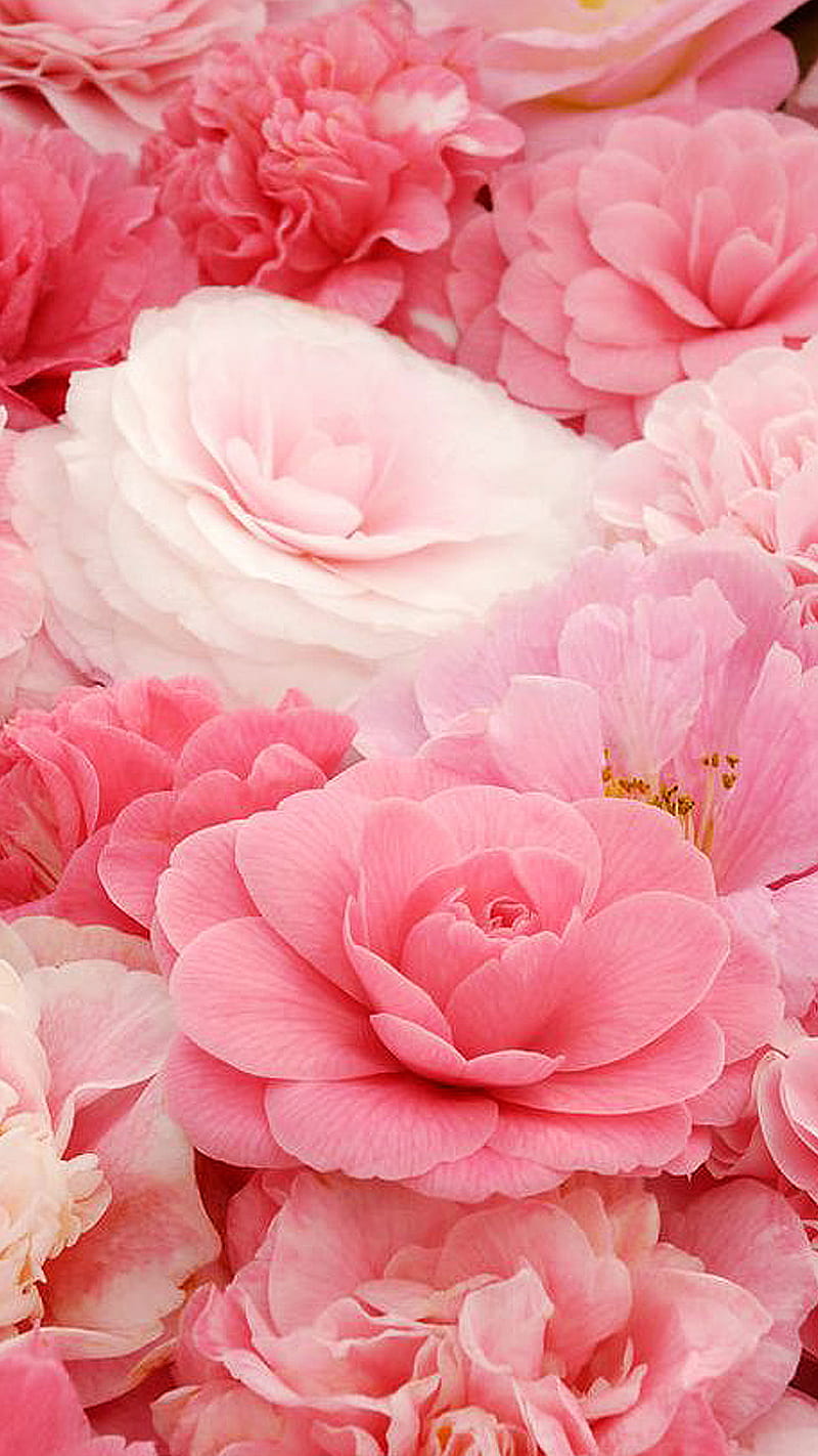 Soft pink, flower, HD phone wallpaper