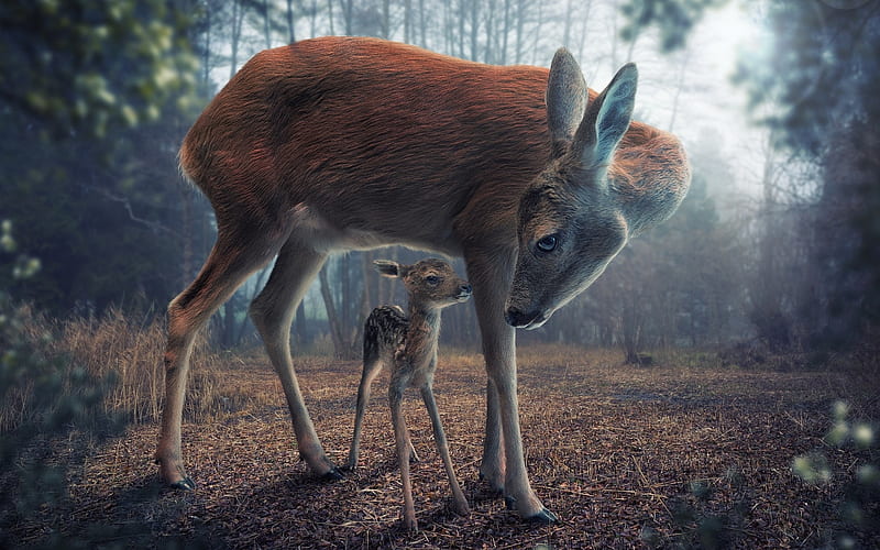 Mother Deer with Fawn, painting, fawn, mother, deer, HD wallpaper | Peakpx