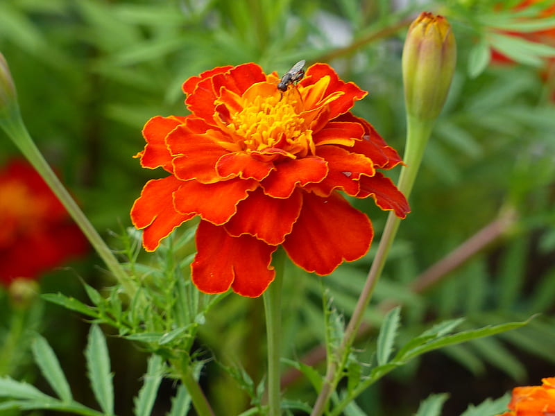 Marigold, green, orange, flowers, garden, summer, colour, buds, plans, HD wallpaper