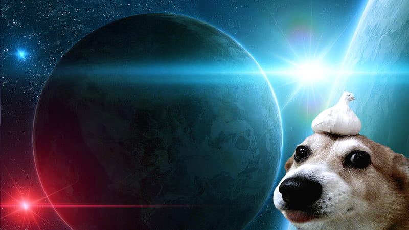 Garlic doggo, amazing, dog, doggo, garlic, space, HD wallpaper