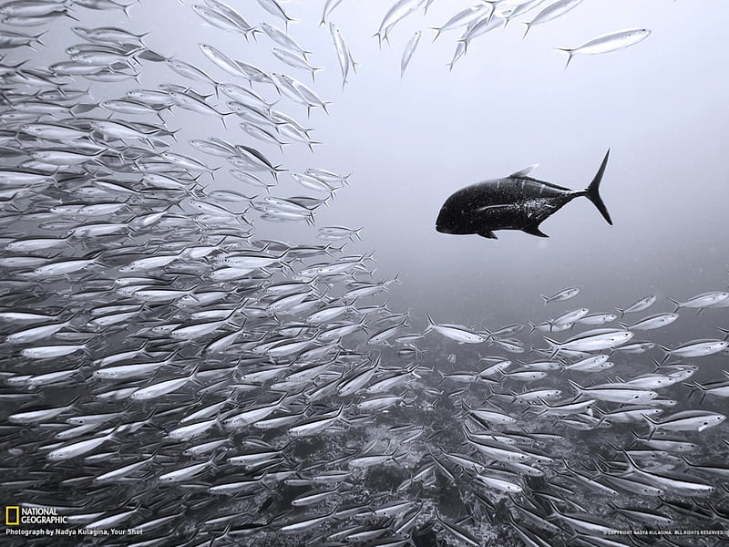 Black Trevally and Sardines, nature, water, fish, ocean, HD wallpaper
