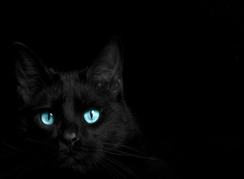 The eyes have it, feline, black, eyes, cats, animals, blue, HD wallpaper