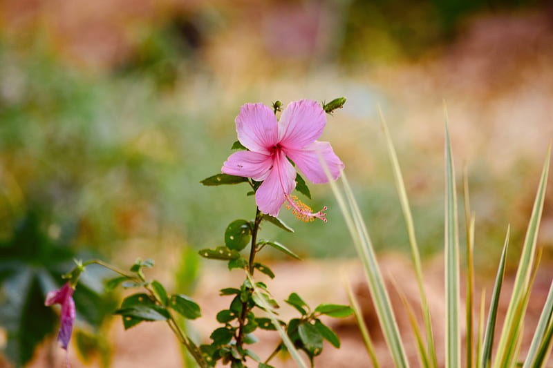 pink hibiscus, HD wallpaper pink hibiscus, HD wallpaper