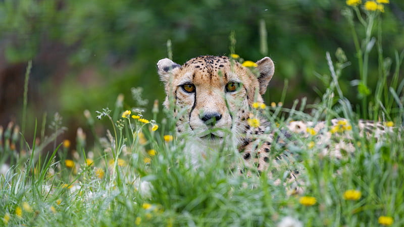 cheetah, big cat, glance, predator, grass, HD wallpaper