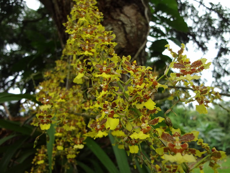 Orquídea Luvia de Oro, orquidea, nature, ramos, amarilla, HD wallpaper