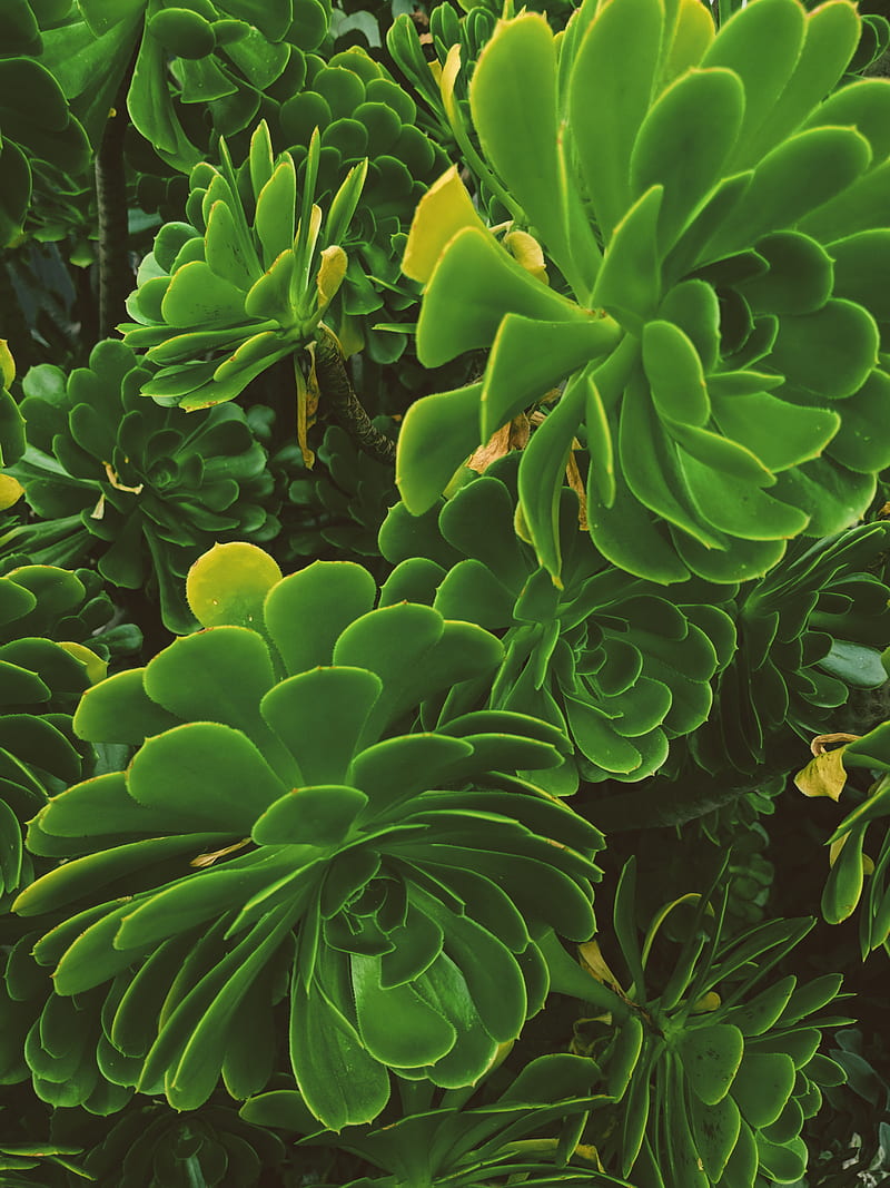 Green Beans, flower, flowers, cactus, plant, bush, succulent, color, bright, aesthetic, HD phone wallpaper