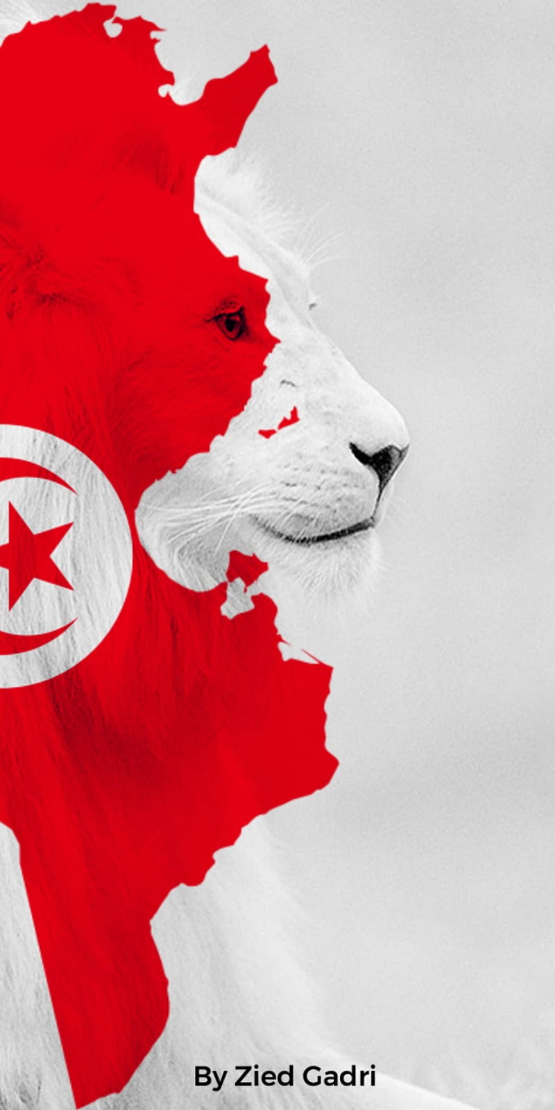 Tunisia, happy, king, lion, tun, tunis, tunisie, HD phone wallpaper