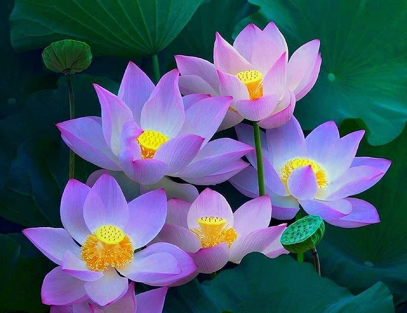 Lotus Blossom, lotus, lovely, colors, love four seasons, lilies, bonito, attractions in dreams, lotus flowers, summer, blossoms, flowers, nature, pink, HD wallpaper