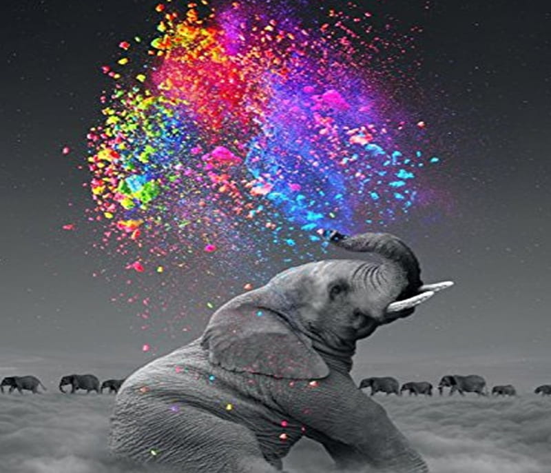 Elephants And Rainbows, Black and white with color, Rainbow, Elephants, Animals, HD wallpaper