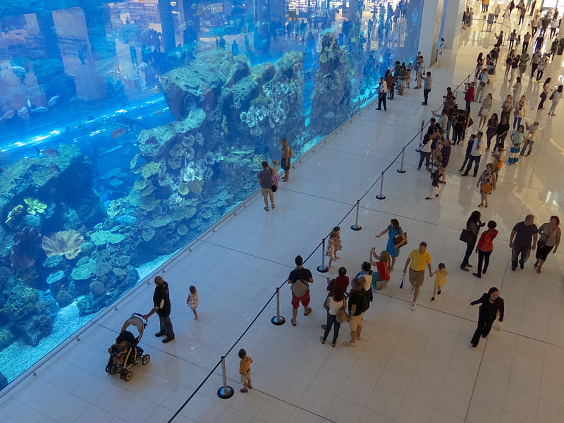 Dubai mall, aquarium, documentary, life, people, tourism, travel, HD  wallpaper | Peakpx