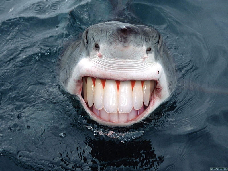 Shark, Funny, Teeth, Animals, HD wallpaper | Peakpx