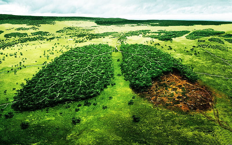 ecology, deforestation, forest, lungs of Planet, Earth, HD wallpaper