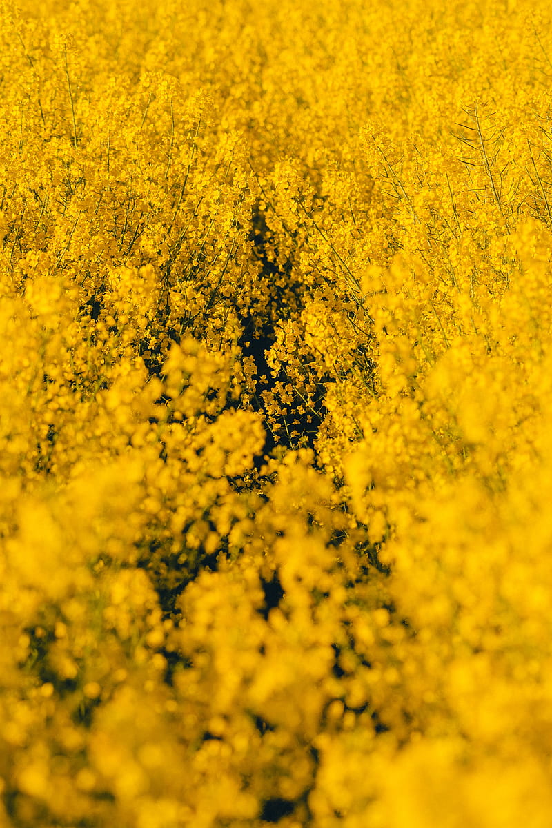 yellow flowers, flowers, wildflowers, HD phone wallpaper