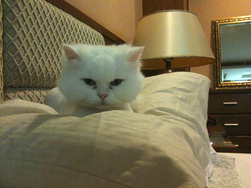 Sweet cat, home, adorable, floor lamp, HD wallpaper