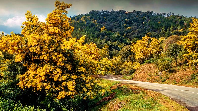 Mimosa Route, Maritime Alps, France, hills, fall, landscape, colors, road, bush, HD wallpaper