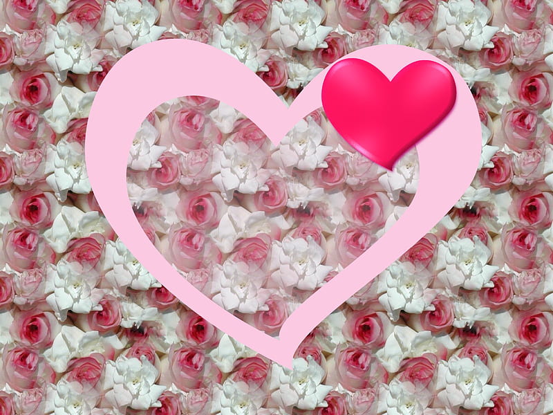 1600 rose pink love . jpg, rose, pink, love, heart, HD wallpaper
