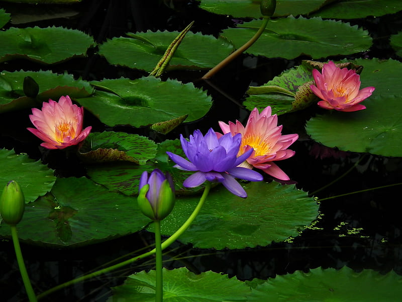 Waterlilies, leaves, lotus, blossoms, petals, pink, blue, HD wallpaper